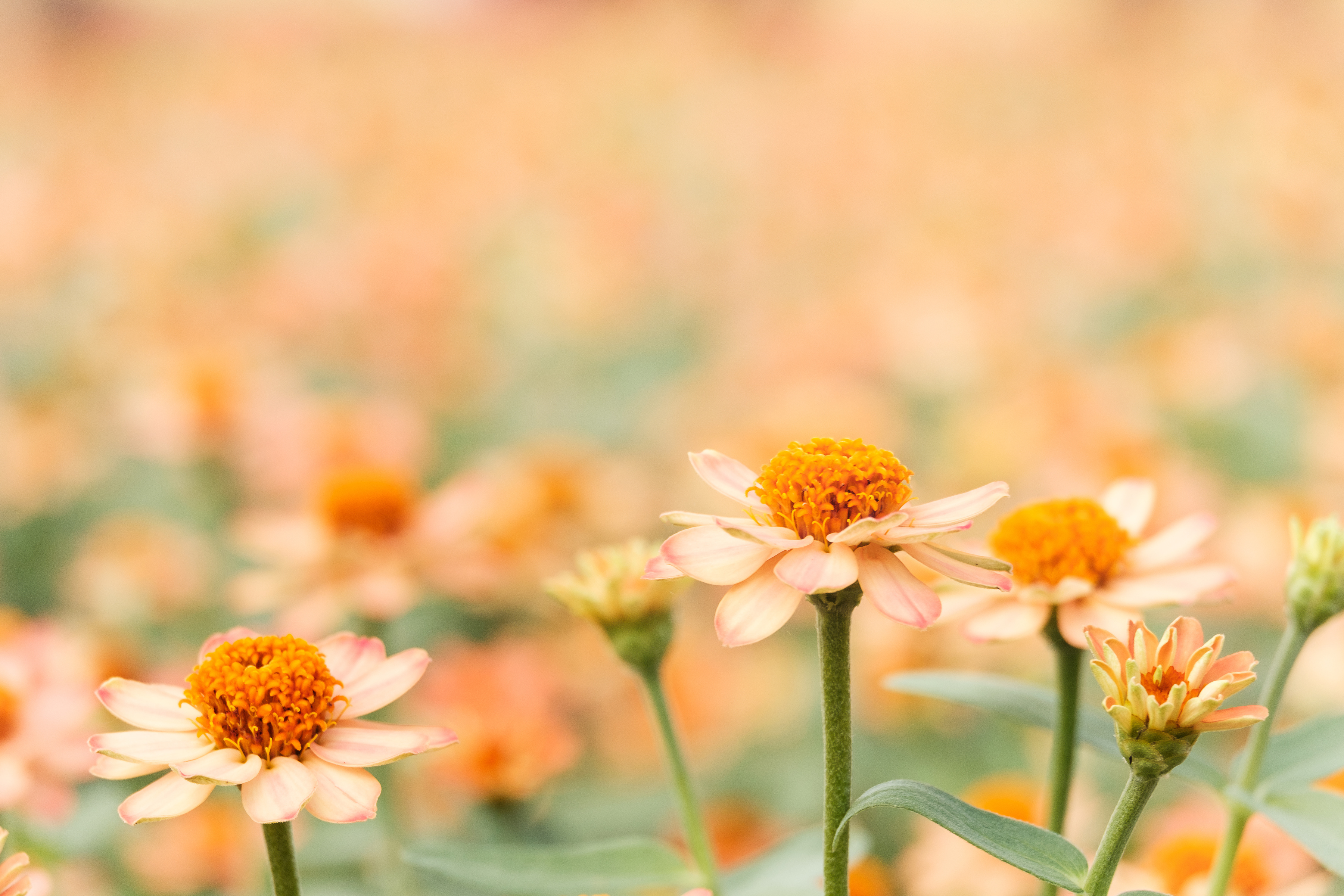 orange flower